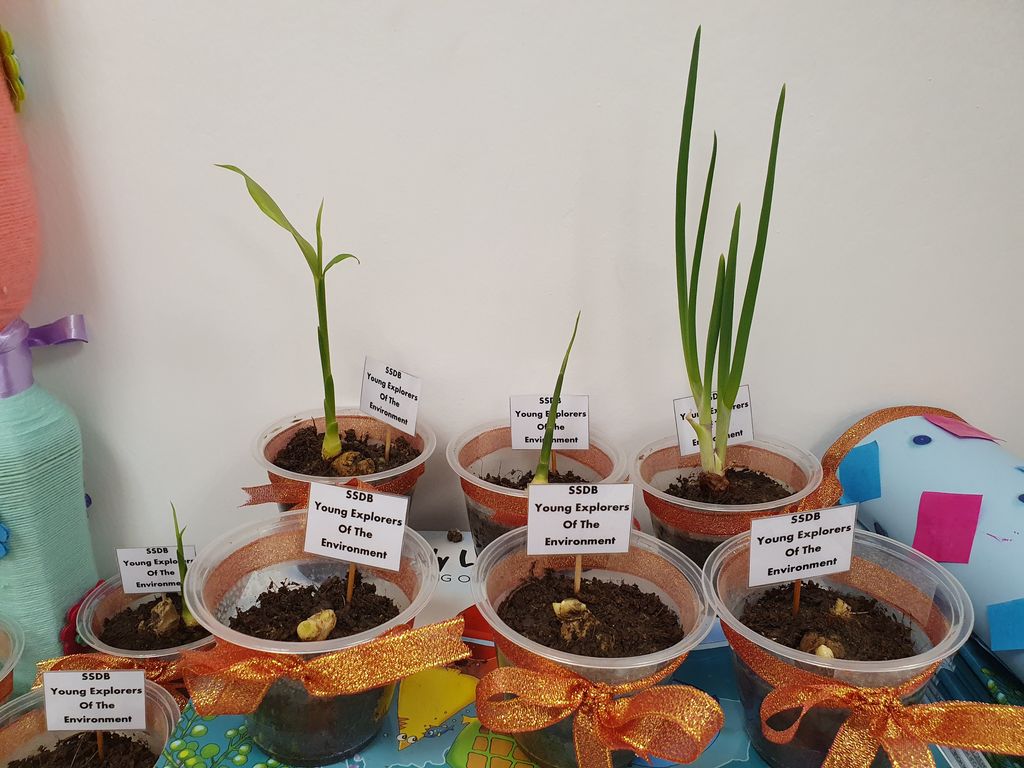 OUR YOUNG EXPLORERS OF ENVIRONMENT PRESENT THE HERBS TO OUR FRONTLINERS — photo 4