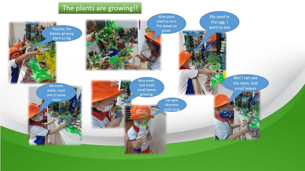 Phase 3: Our Garden Project- A sustainable one! — photo 6