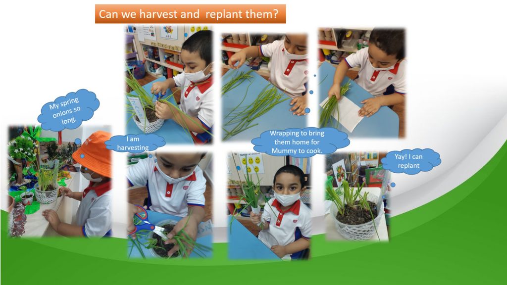 Phase 3: Our Garden Project- A sustainable one! — photo 9
