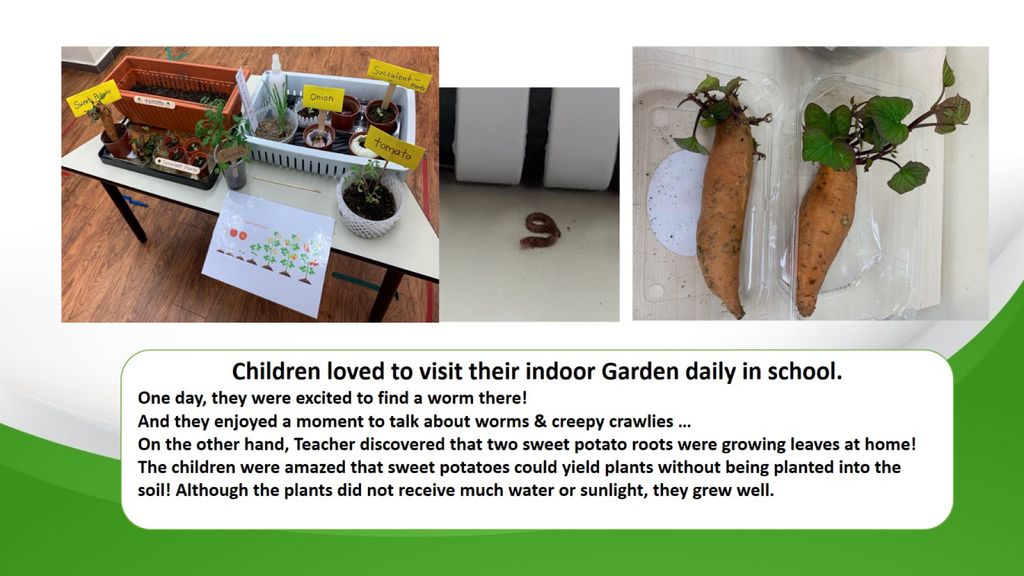 Phase 3: Our Garden Project- A sustainable one! — photo 13