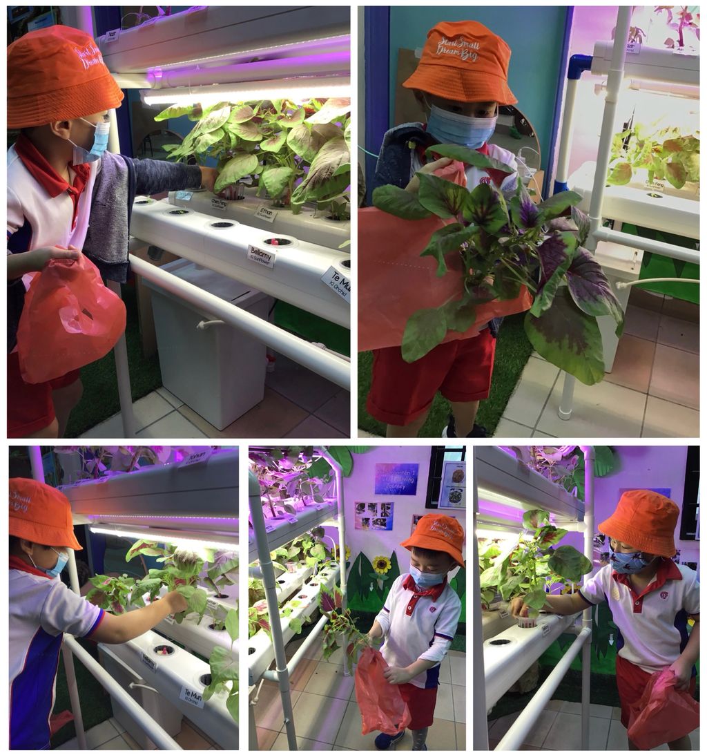 Healthy-Living With Our Green Produce — photo 1