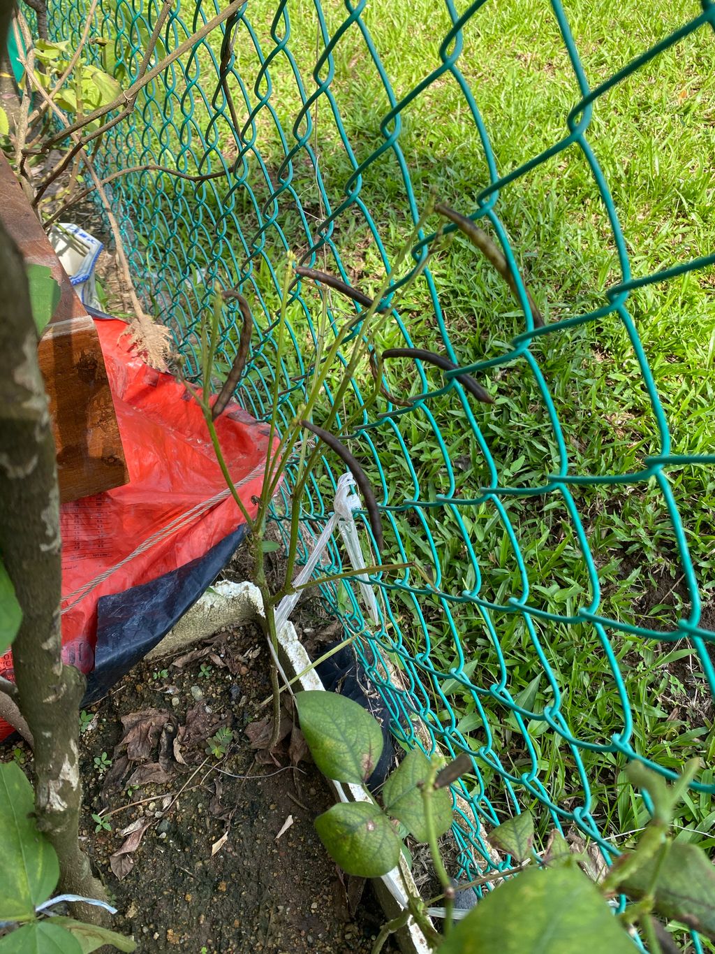 Week 11: ‘Nature and Me!’ – Little Gardeners Can Be Little Authors Too! (continuation) — photo 3