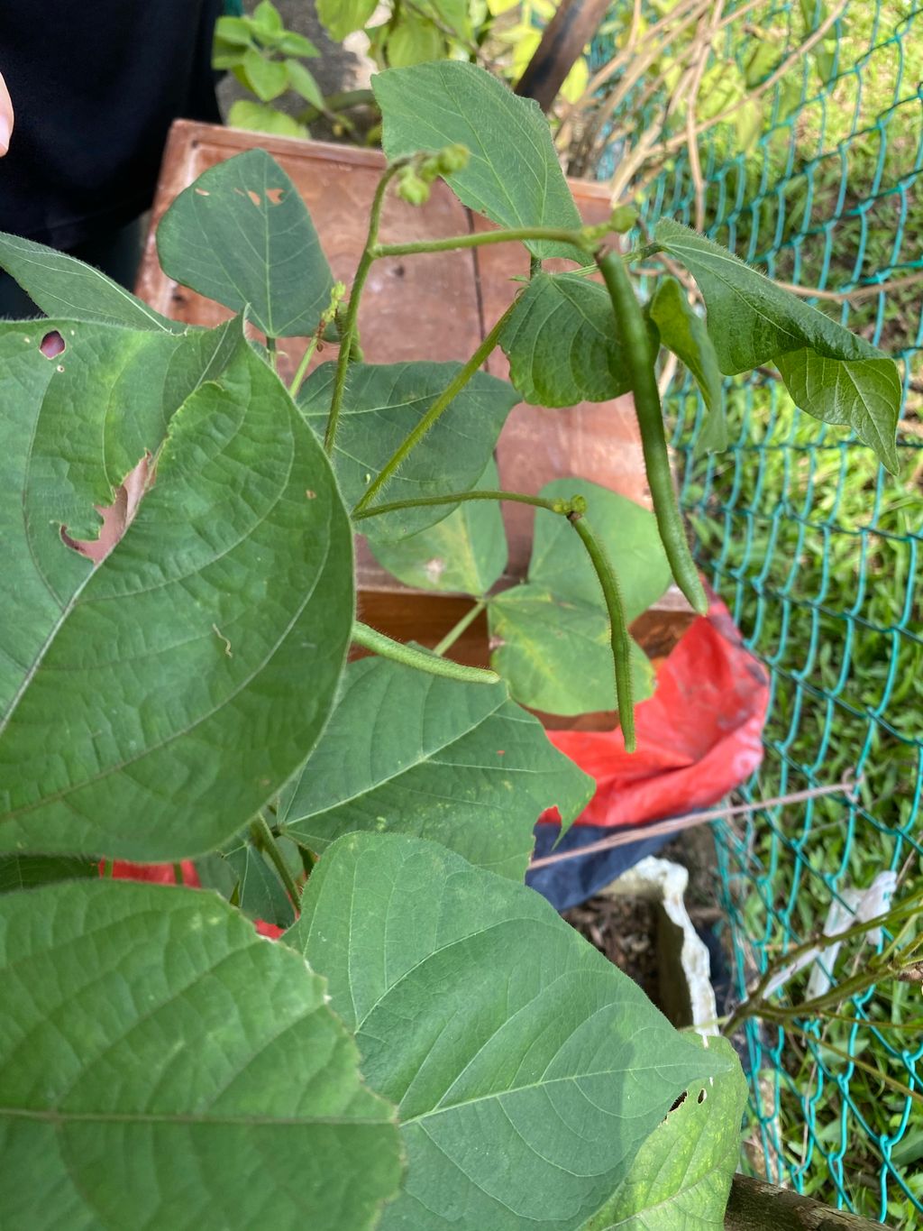 Week 11: ‘Nature and Me!’ – Little Gardeners Can Be Little Authors Too! (continuation) — photo 4