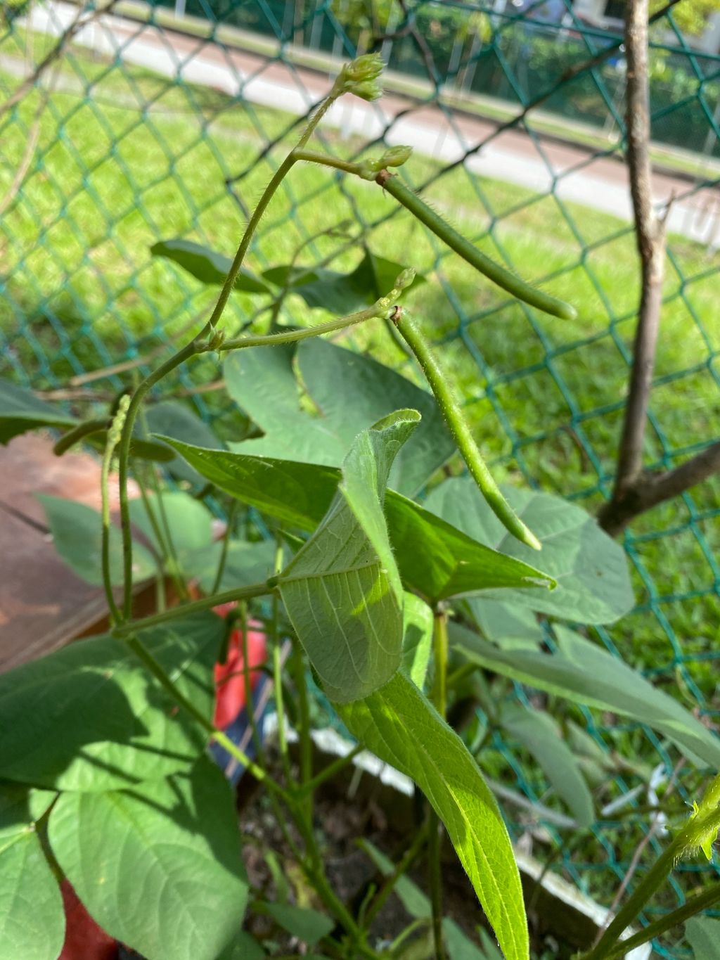Week 11: ‘Nature and Me!’ – Little Gardeners Can Be Little Authors Too! (continuation) — photo 5