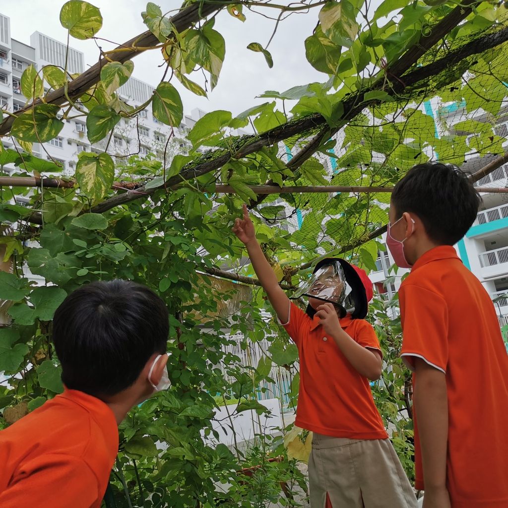 Intergenerational project: let's build a garden ๐ฟ๐ธ๐น