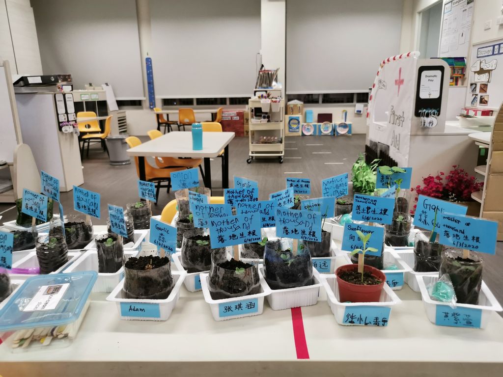 Intergenerational project: let's build a garden πΏπΈπΉ β photo 8