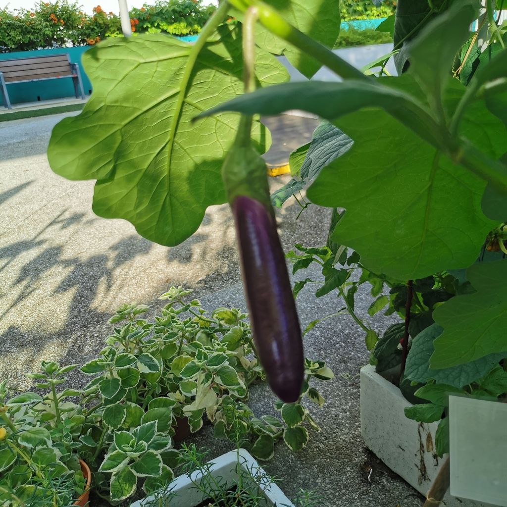 Intergenerational project: Let's build a garden Pt 2 — photo 4