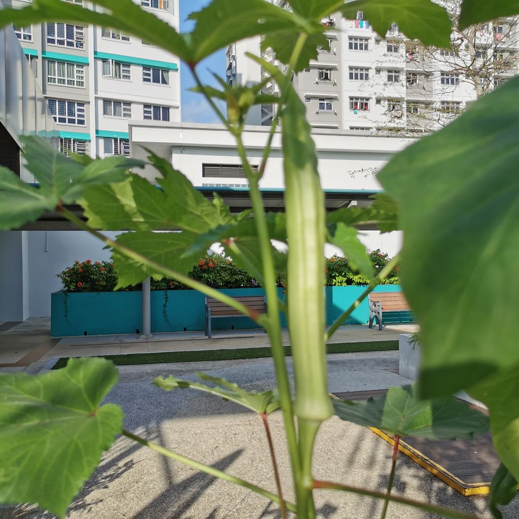 Intergenerational project: Let's build a garden Pt 2 — photo 7