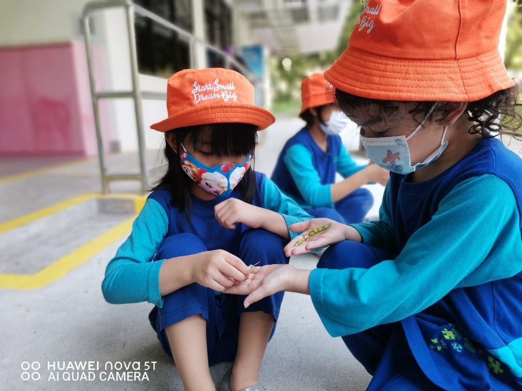 Week 12: ‘Nature and Me!’ – Closure to SSDB 2020 Project — photo 4