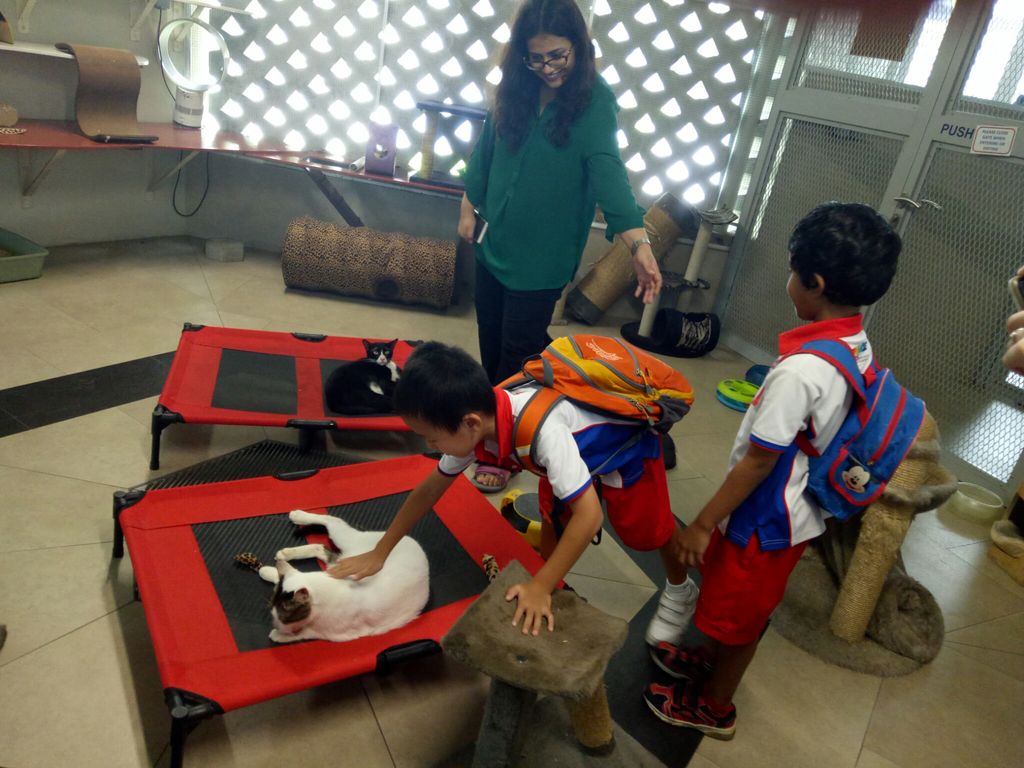Parental Involvement in Making Toys for Abandoned Pets — photo 1