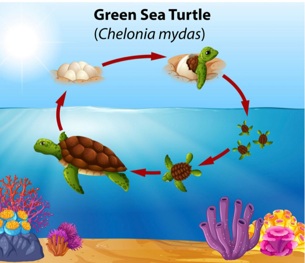 Save our turtles — photo 1