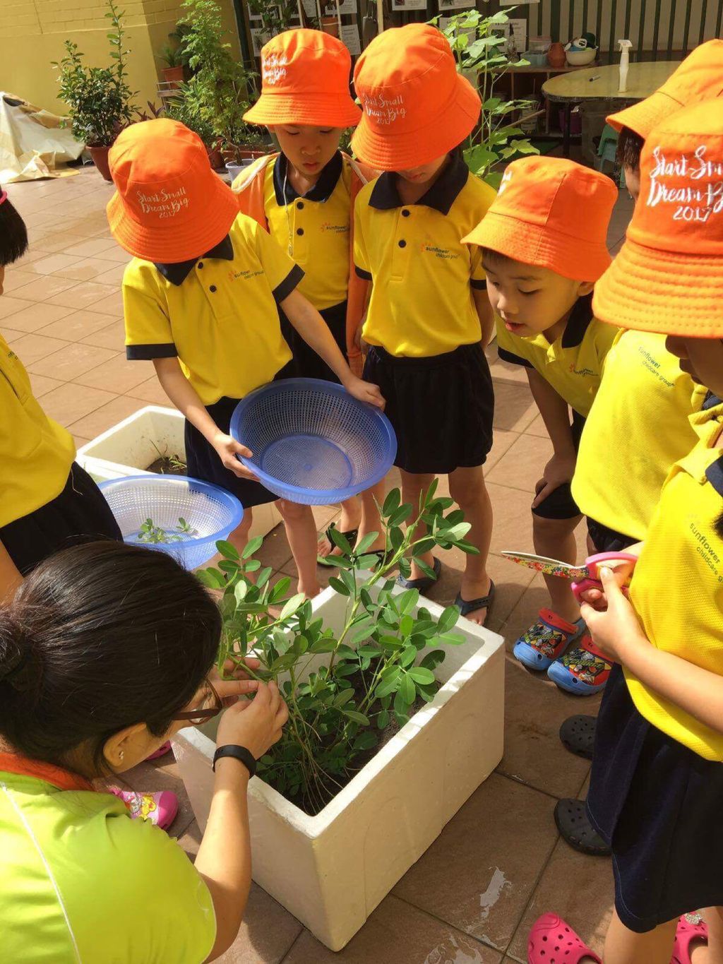 Gardening - Harvest