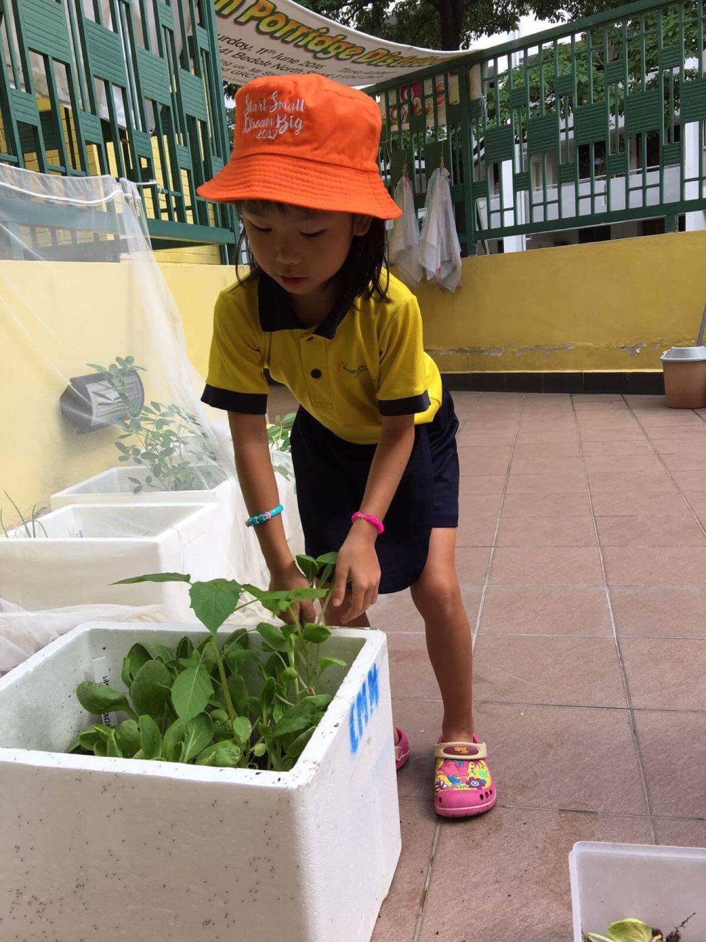 Gardening - Harvest — photo 4