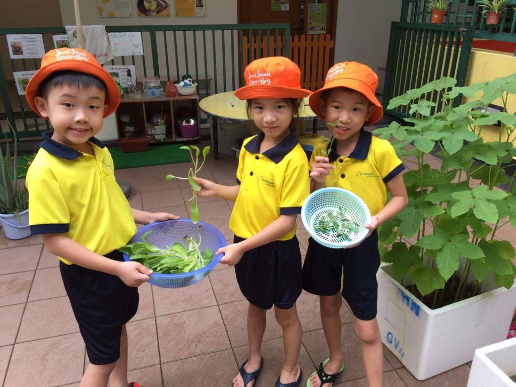 Gardening - Harvest — photo 5