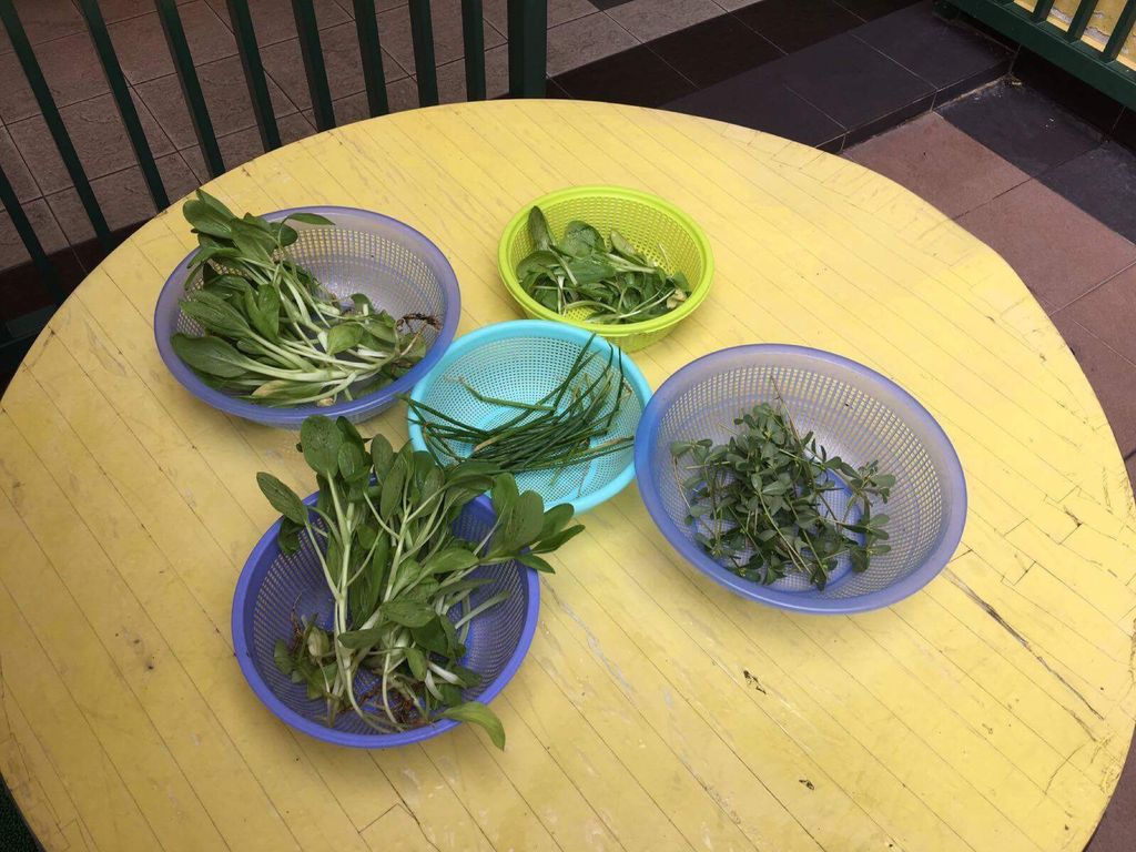 Gardening - Harvest — photo 8