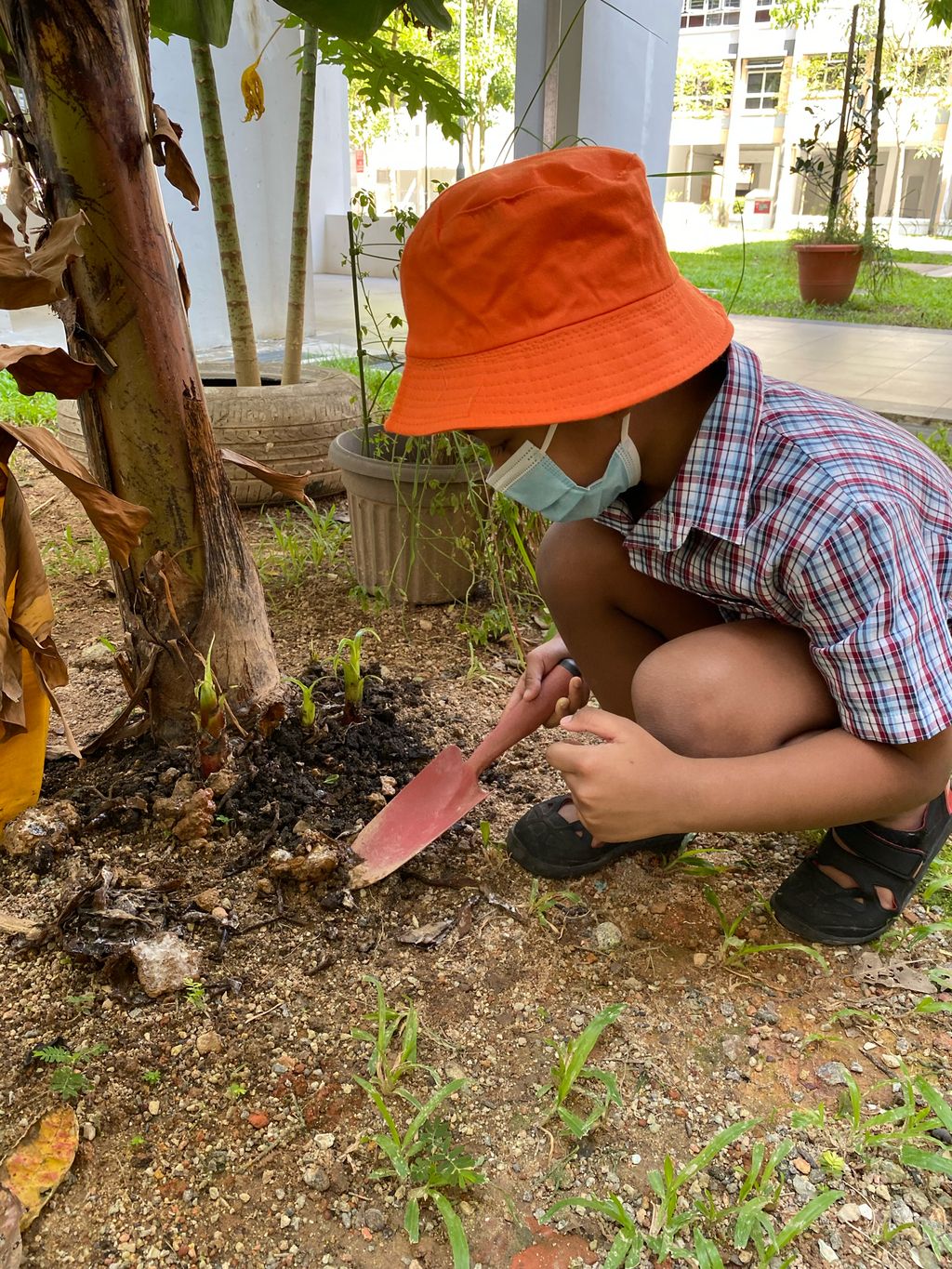 Fertilising Our Garden! — photo 1