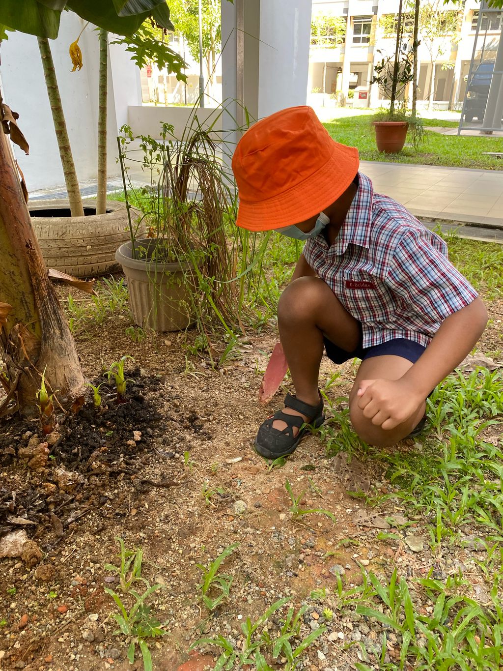 Fertilising Our Garden! — photo 2