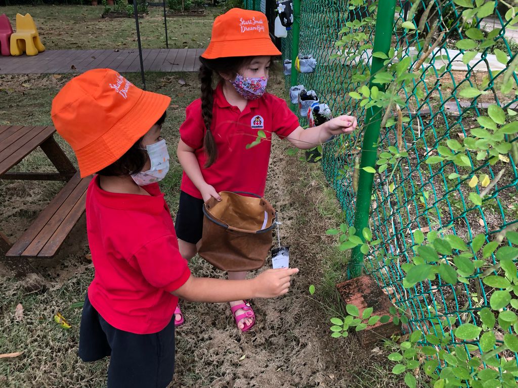 Harvesting the Blue Pea Pods and packing the Planting Kit