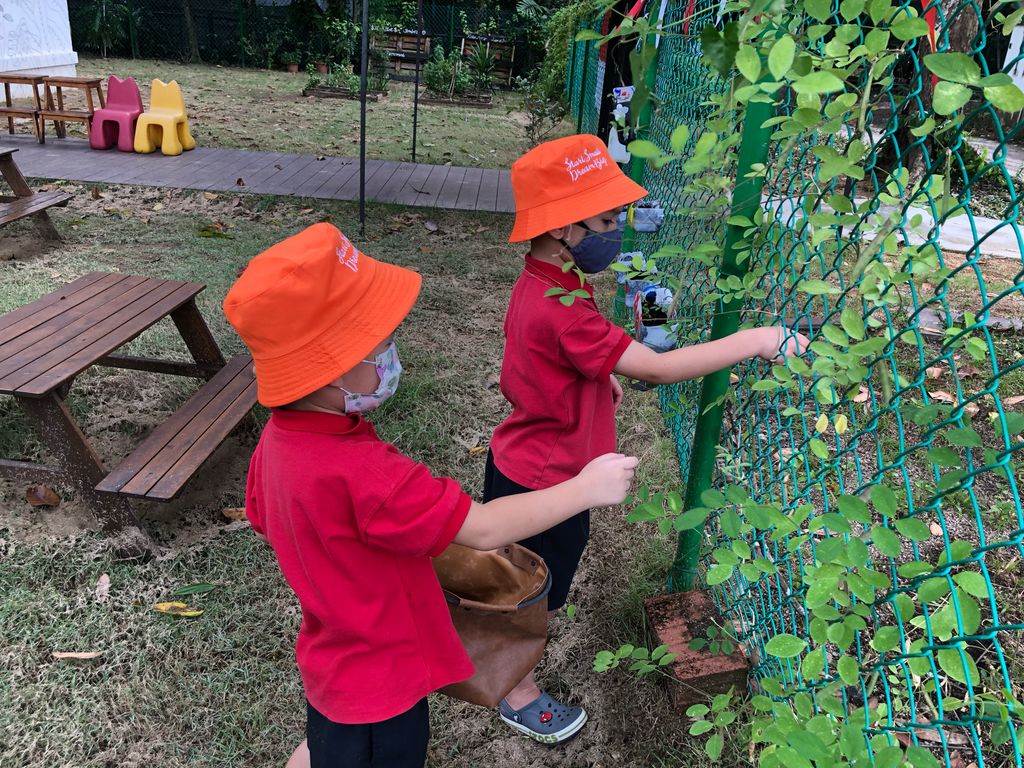 Harvesting the Blue Pea Pods and packing the Planting Kit — photo 2