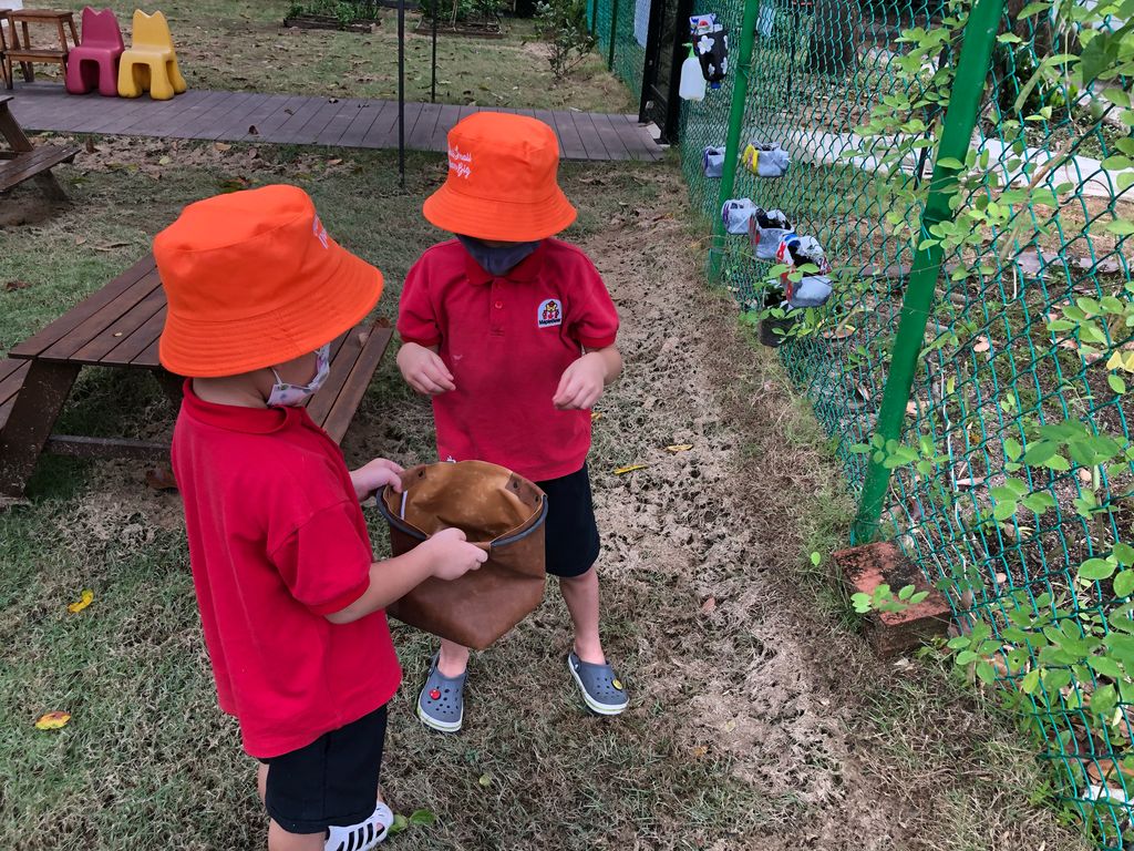 Harvesting the Blue Pea Pods and packing the Planting Kit — photo 3