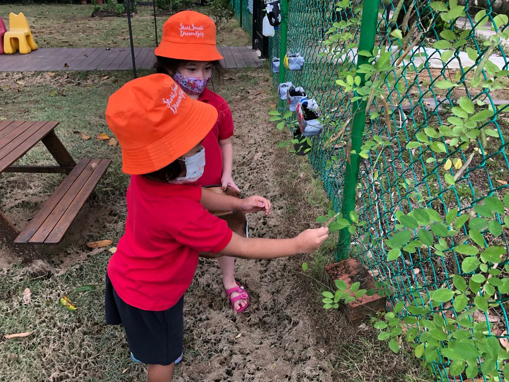 Harvesting the Blue Pea Pods and packing the Planting Kit — photo 4