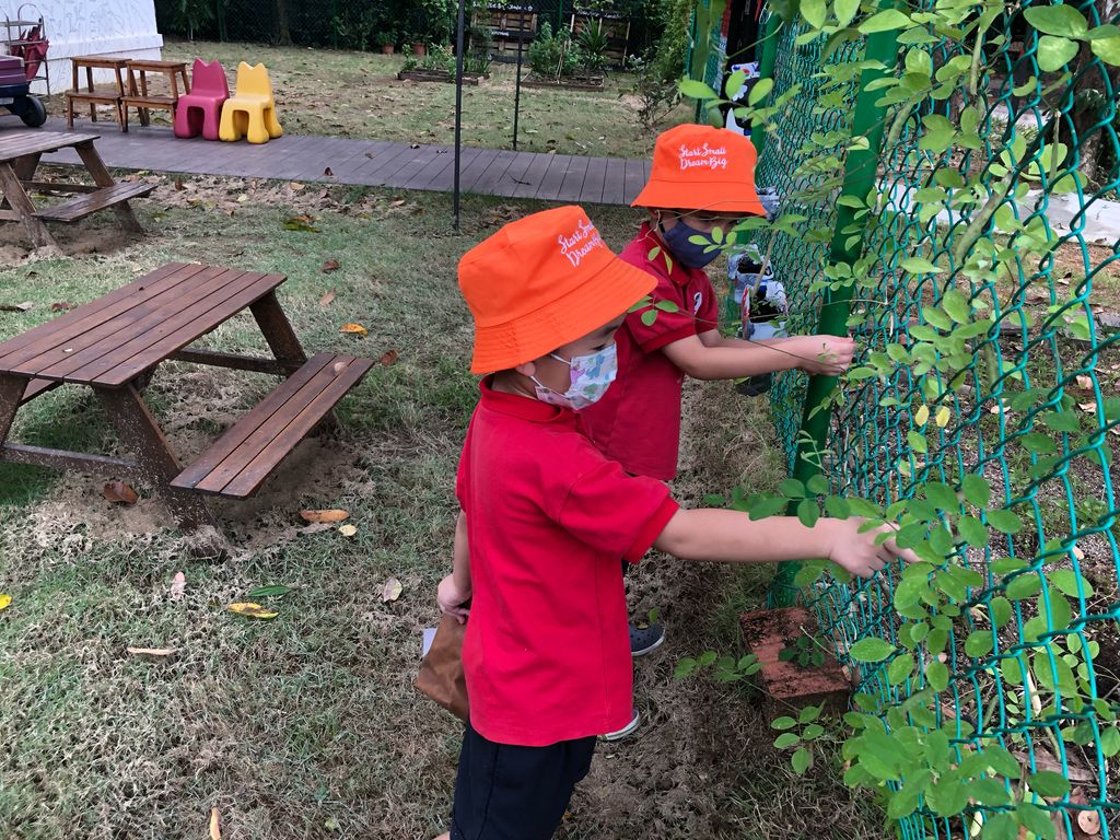 Harvesting the Blue Pea Pods and packing the Planting Kit — photo 5