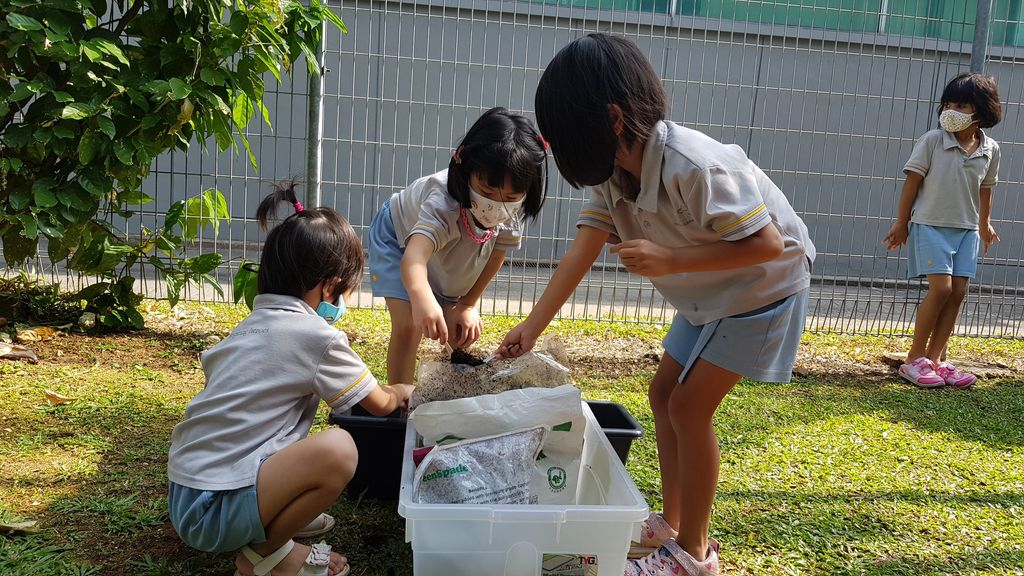 Commencing our Urban Farm project!