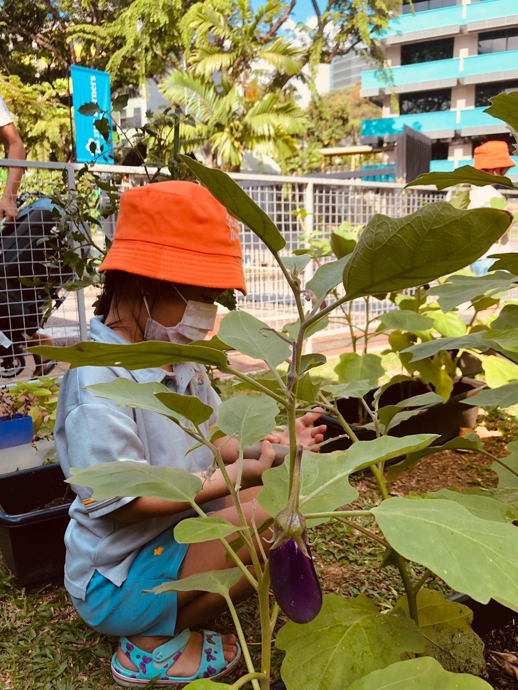 Harvest time!