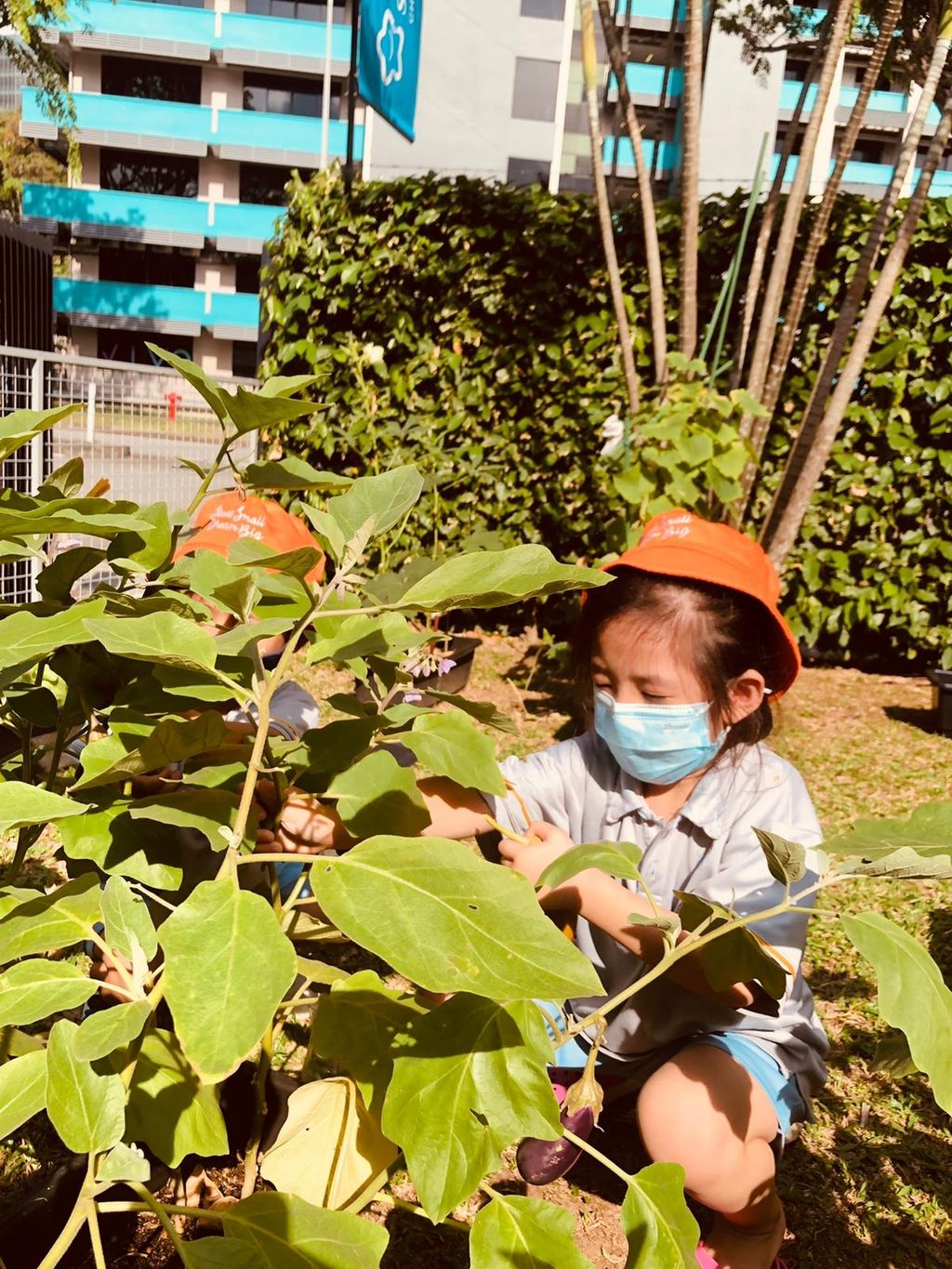 Harvest time! — photo 2