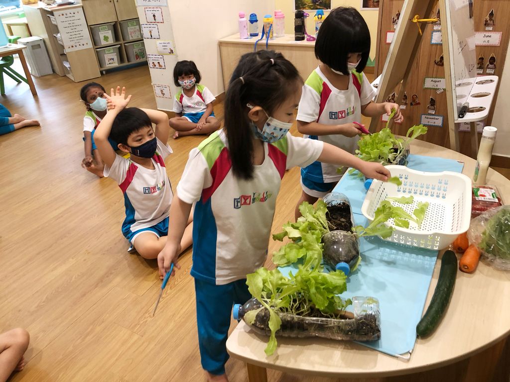 Sustainable Indoor Garden- “Yummy Salad” — photo 6