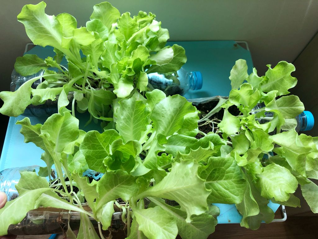 Sustainable Indoor Garden- “Yummy Salad” — photo 11