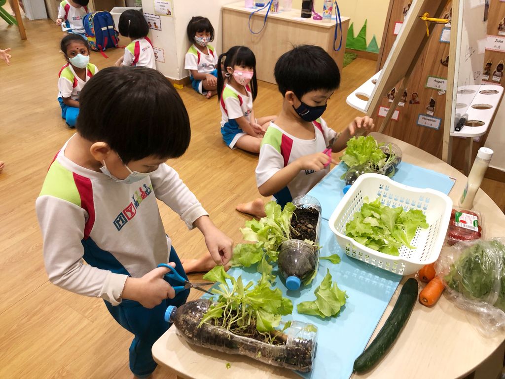 Sustainable Indoor Garden- “Yummy Salad” — photo 13