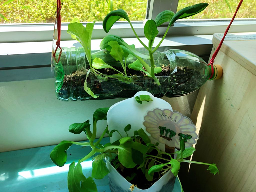 Sustainable Indoor Garden- “Yummy Salad” — photo 14