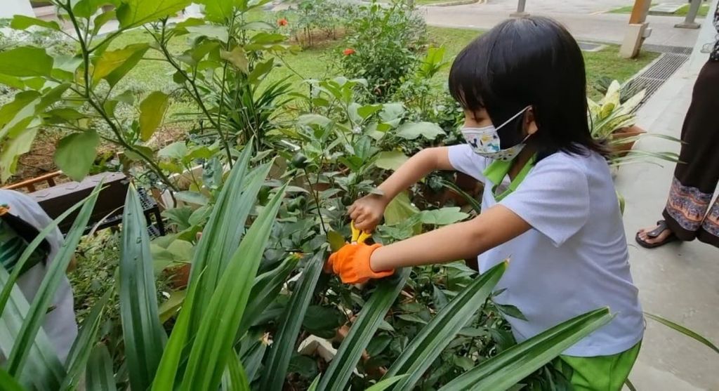 Our Community Garden — photo 4