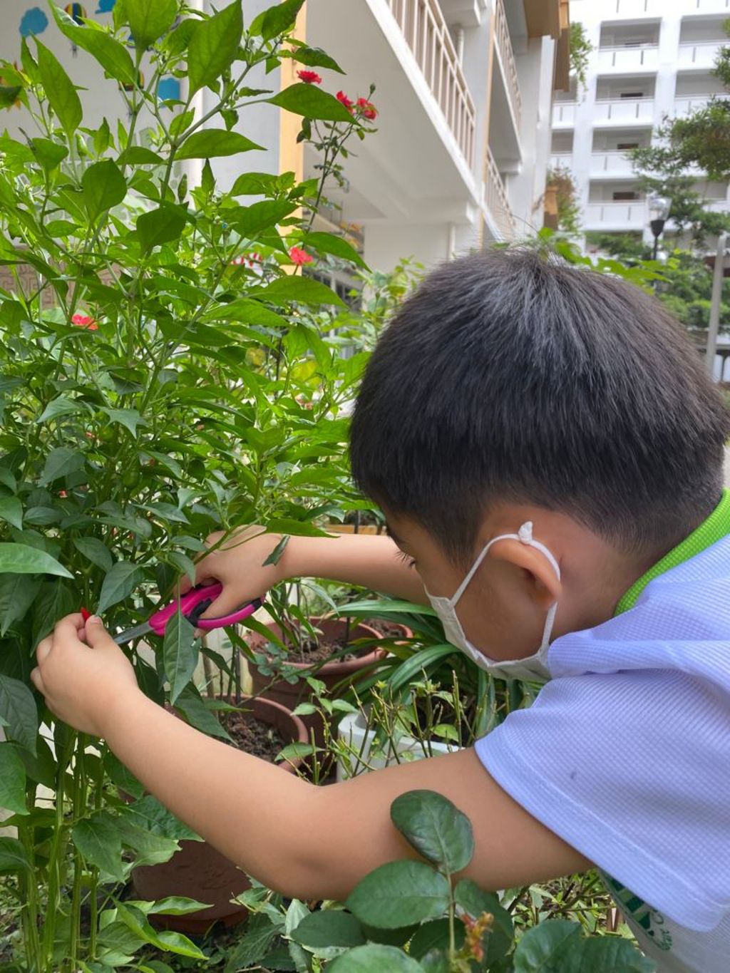 Our Community Garden — photo 13