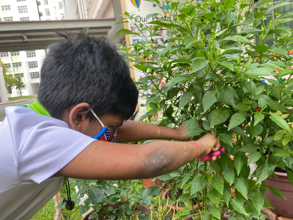 Our Community Garden — photo 14