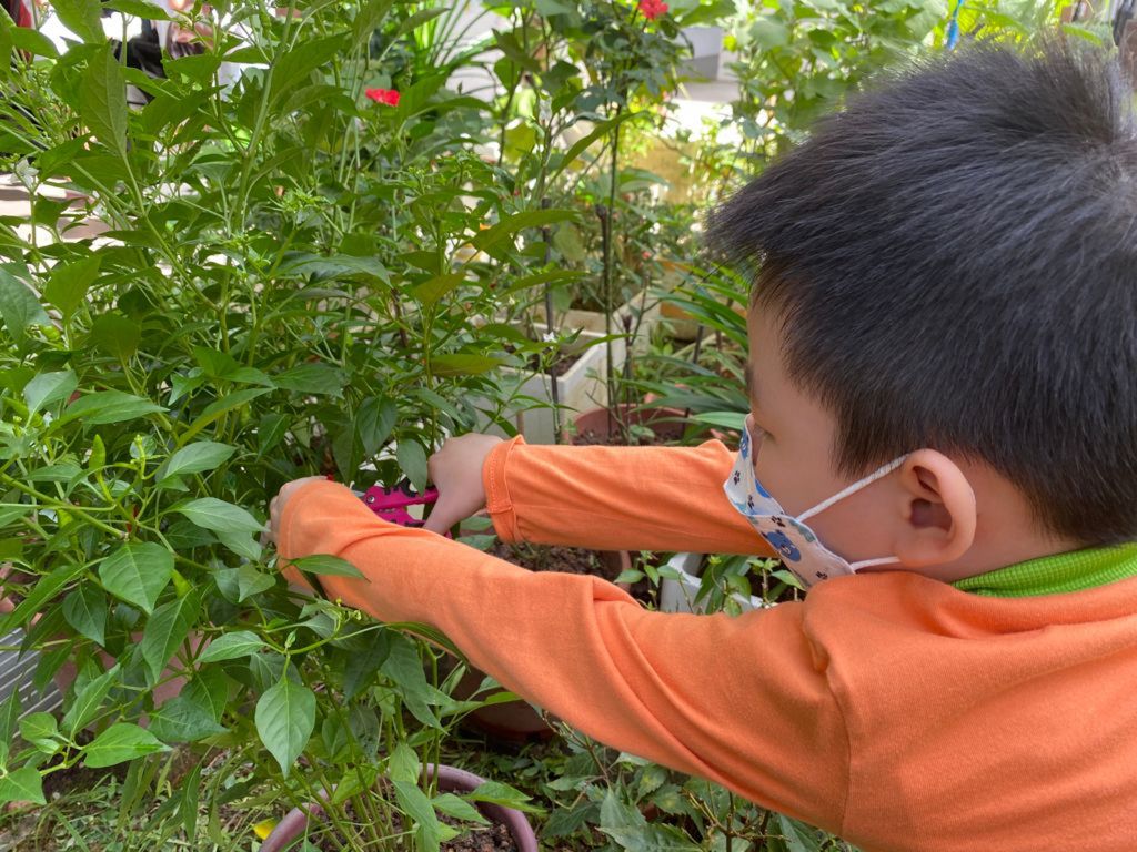 Our Community Garden — photo 16