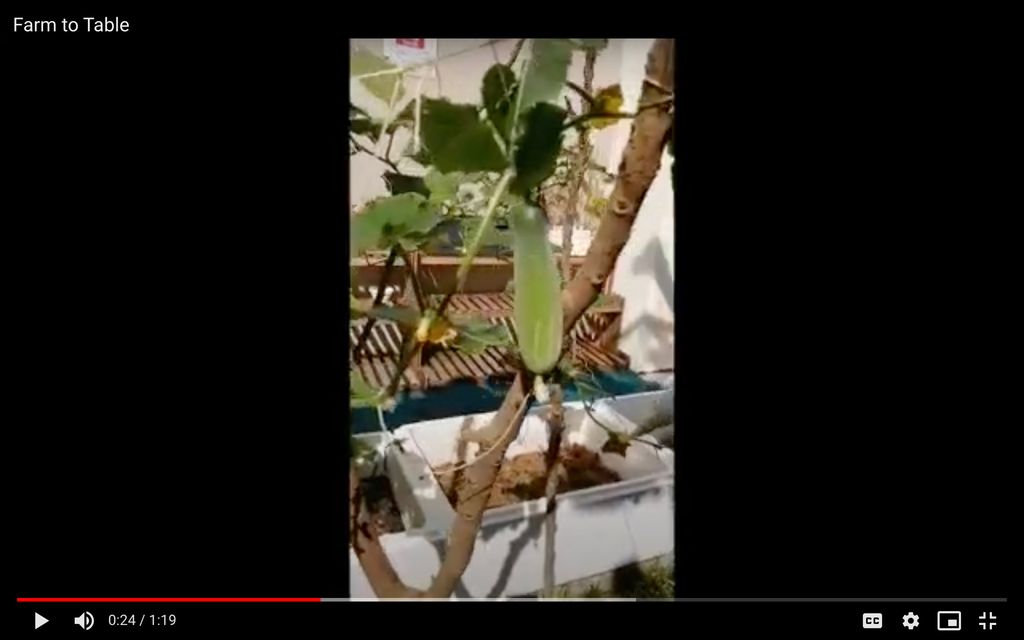 Agape Little Uni @ Upper Serangoon - Stepping Into Sustainable Living (Garden of Agape) — photo 2