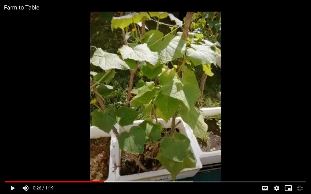 Agape Little Uni @ Upper Serangoon - Stepping Into Sustainable Living (Garden of Agape) — photo 3